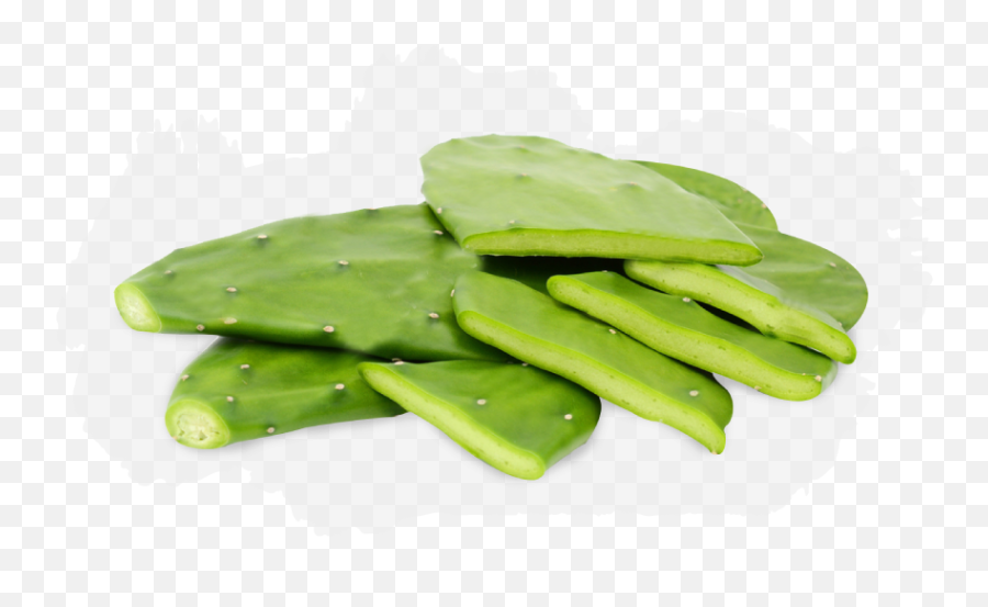 Download Nopales Are Thick Oval Flat - Nopal Hd Png,Nopal Png