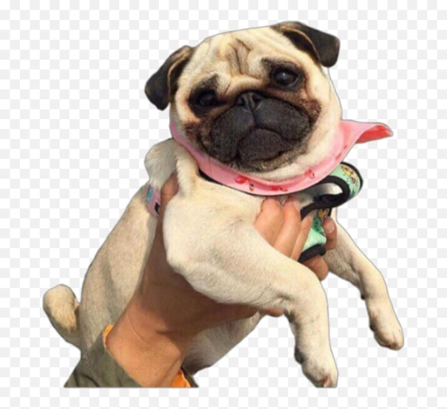 Pug Png Sticker - Pug,Pug Png