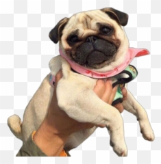 Pug Png Sticker - Pug,Pug Png