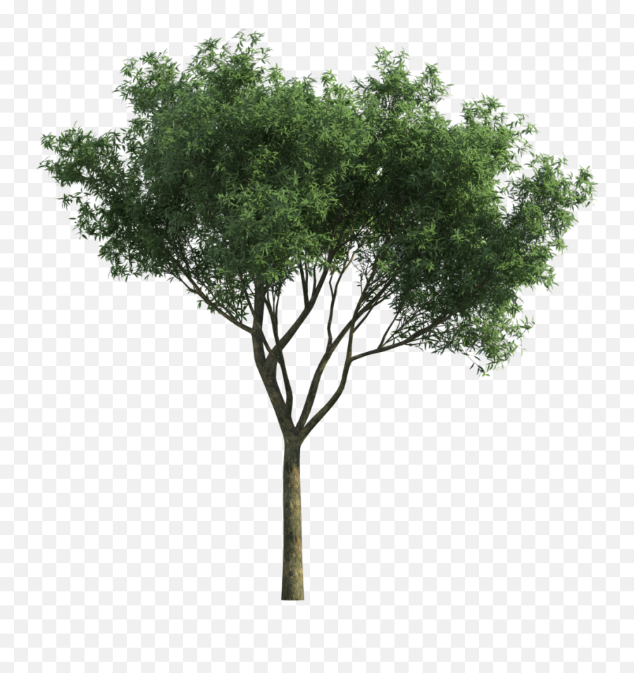 Download Garden For Tree Tortilis Green Photoscape Vachellia - Pt Corpus Prima Mandiri Png,Green Tree Png