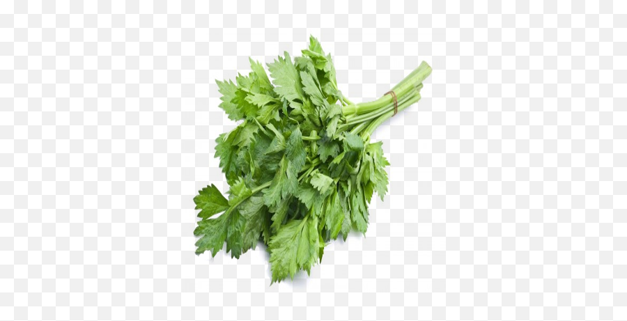 Celery - Coriander Png,Celery Png