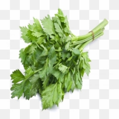 Celery - Coriander Png,Celery Png
