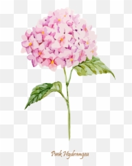 Library Oakleaf Euclidean Clip - Hydrangea Clipart Png,Hydrangea Png