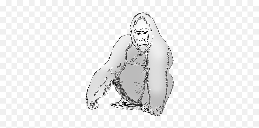 The Big Bang Theory Gorilla Experiment - Sketch Png,Gorilla Transparent Background