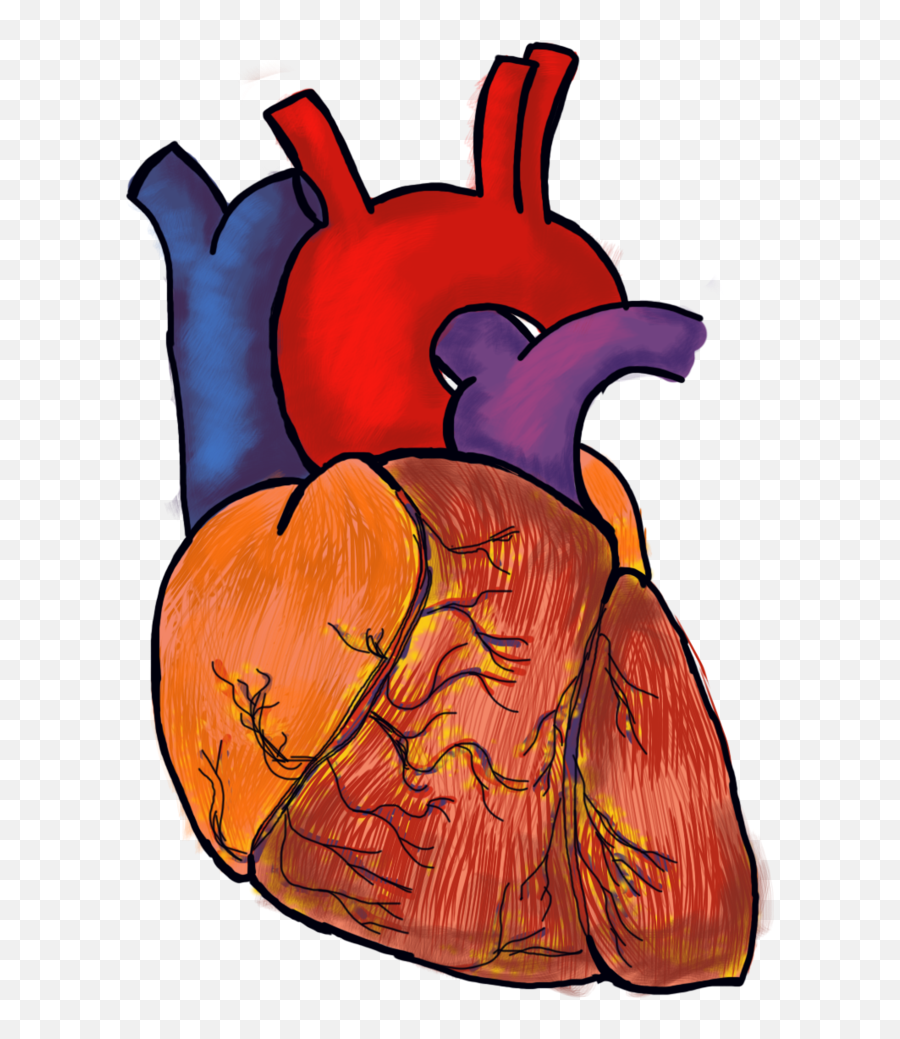 Download Human Heart Png File Image - Transparent Background Human Heart Png,Human Heart Png