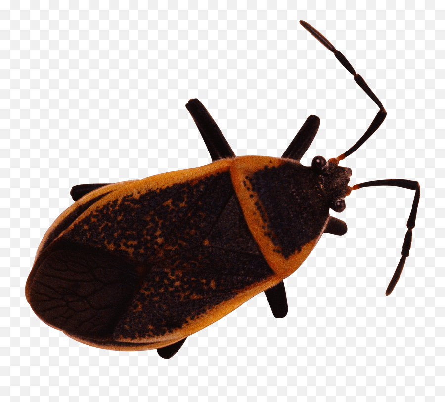 Download Bug Png Image Hq Freepngimg - Chinese Bed Bugs,Bug Png