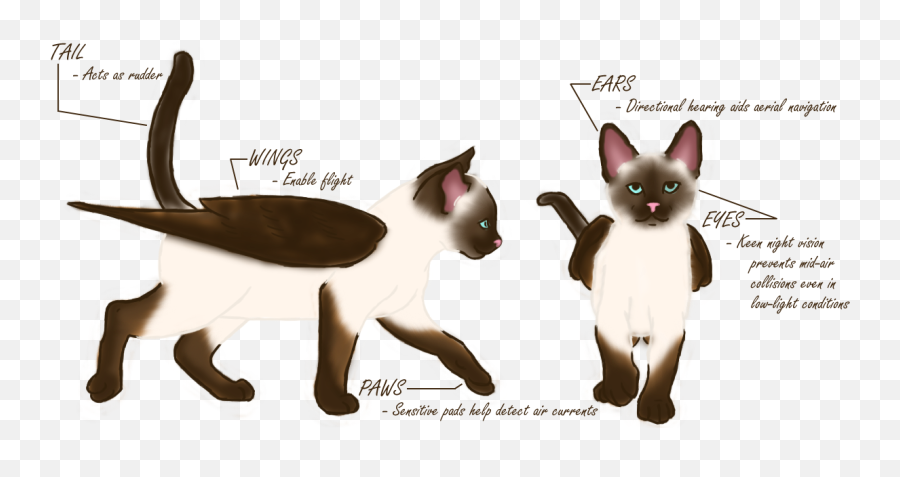 Content Previews Cat Scratch - Siamese Cat Anatomy Png,Scratch Cat Png
