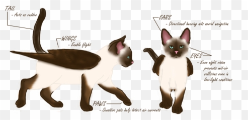 Content Previews Cat Scratch - Siamese Cat Anatomy Png,Scratch Cat Png