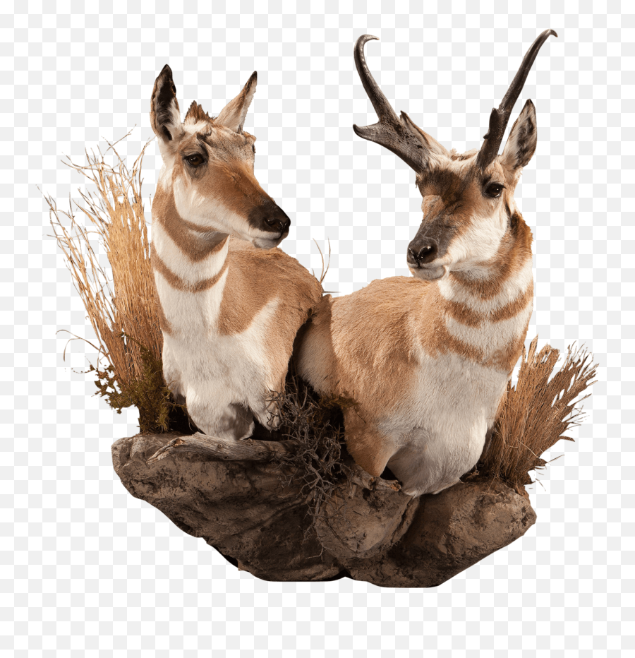 Antelope An103 Our Work Kanati Studio - Pronghorn Png,Antelope Png