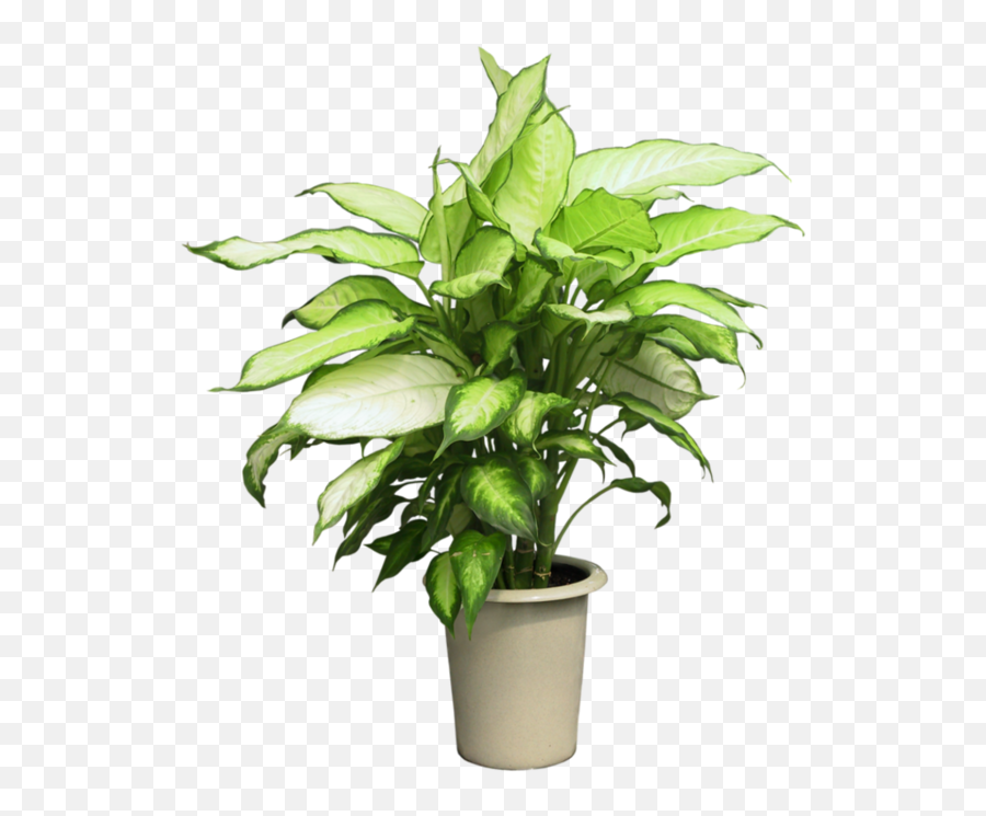 Clipart Group Plant - Syngonium Png,Potted Plant Png