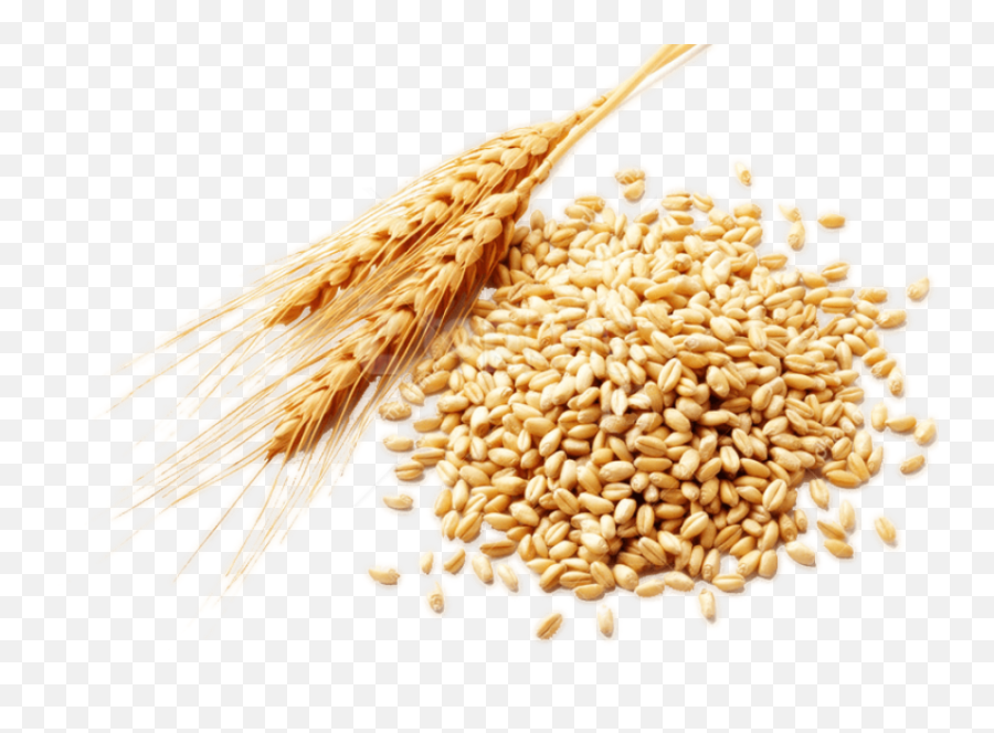 Wheat Png Images Free Download - Wheat Png,Grains Png