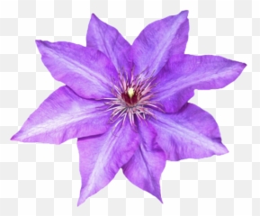 Purple Flower Transparent Background - Clematis png