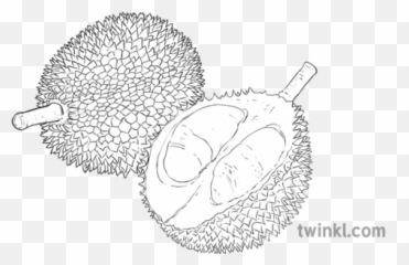 Durian Fruit Geography Topics Ks2 Black - Fresh Png,Durian Png