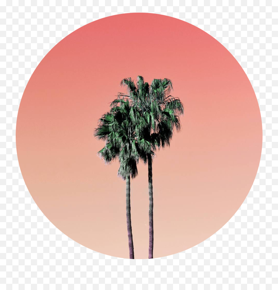 Orange Palm Trees Tree Sticker By U2022real Hot Boy Shitu2022 - Aesthetic Profile Pictures Palm Trees Png,Palm Tree Icon