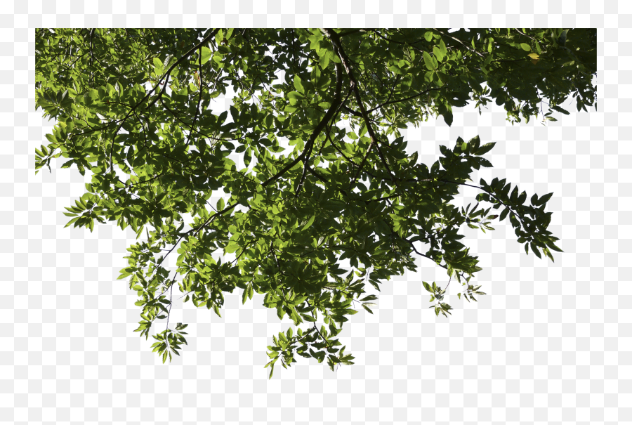 1852743415 Png V89 Wallpapers Fabulous Tree - Png Format Tree Branch Png,Branch Png