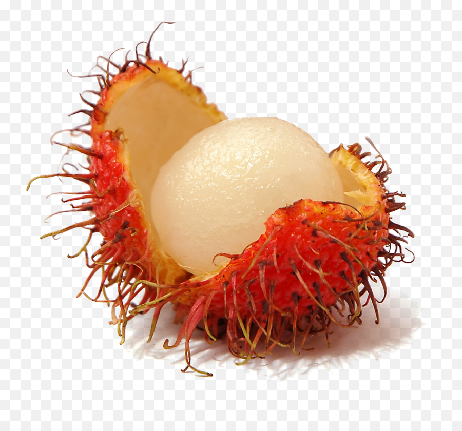 Rambutan Fruit Clipart Png 50 Amazing Cliparts Rfcp - Transparent Rambutan Png,Fruit Clipart Png