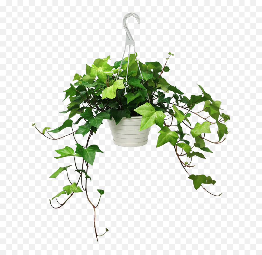Download Algerian Ivy Png Image With No Background - Pngkeycom Ivy In Pot Png,Ivy Png