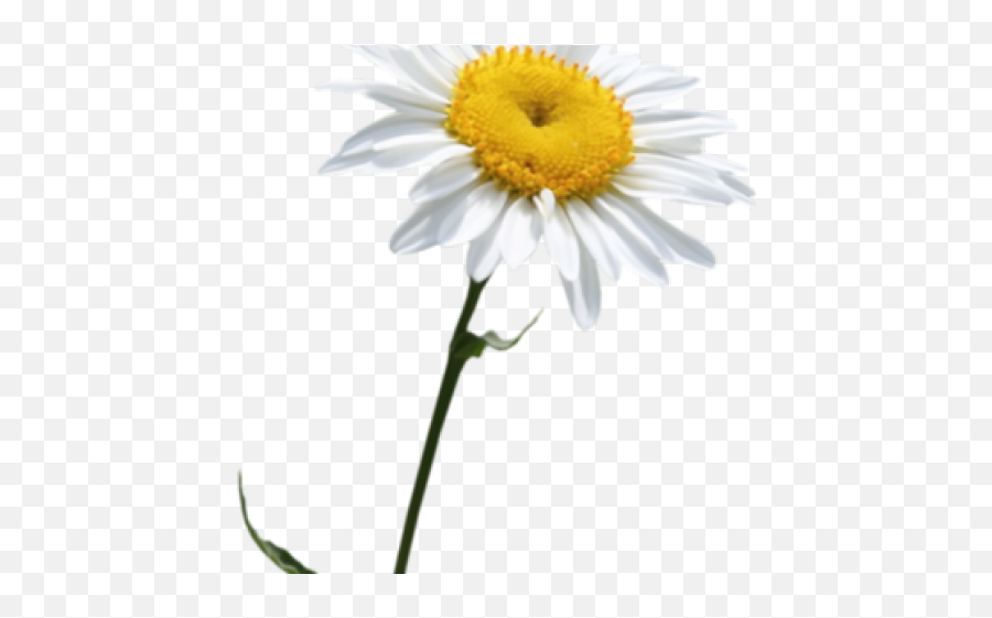 Daisy Clipart Transparent Background 14 Png