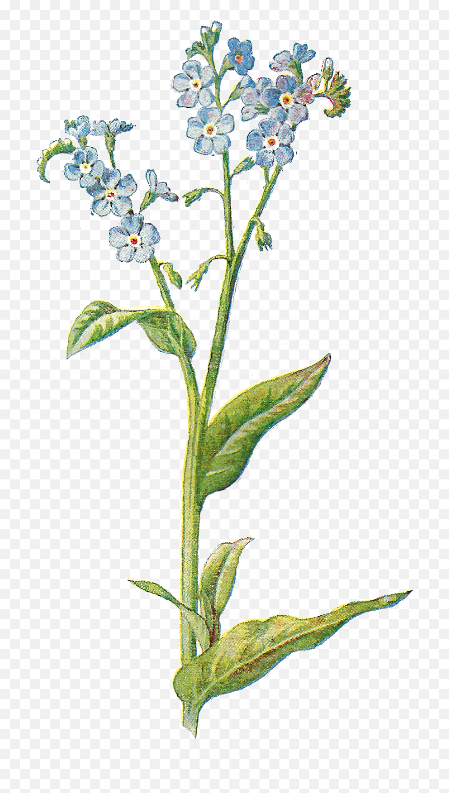 Wildflower Png Images In - Forget Me Not Illustration,Wildflower Png