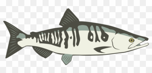 Sportfishing U2013 Angry Eagle Lodges U0026 Outfitters - Fish Products png