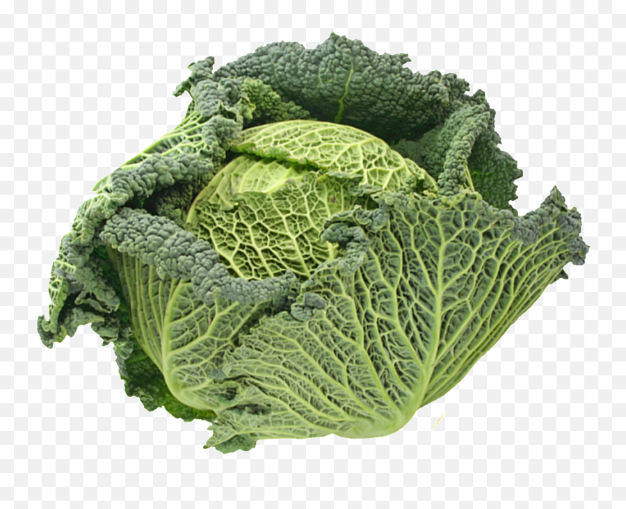 Download Cabbage Transparent Vegetables - Savoy Cabbage Png Savoy Cabbage,Cabbage Png