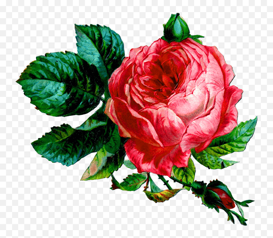 Pink Rose Png Transparent Background - Thank You Million Times,Rose Transparent
