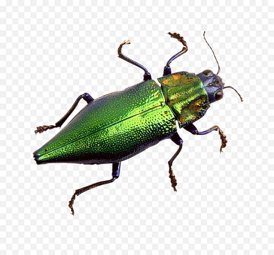 Bug Png Image - Purepng Free Transparent Cc0 Png Image Library Jewel Beetles Png Transparent,Beetle Png