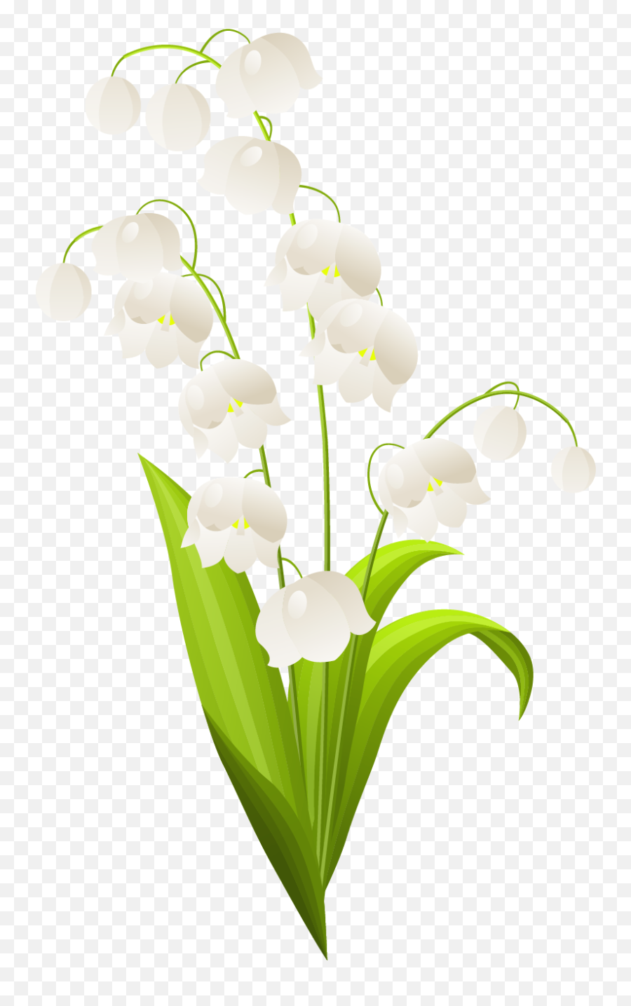 Lily Of The Valley Png Transparent - Lily Of The Valley Png,Lily Transparent Background