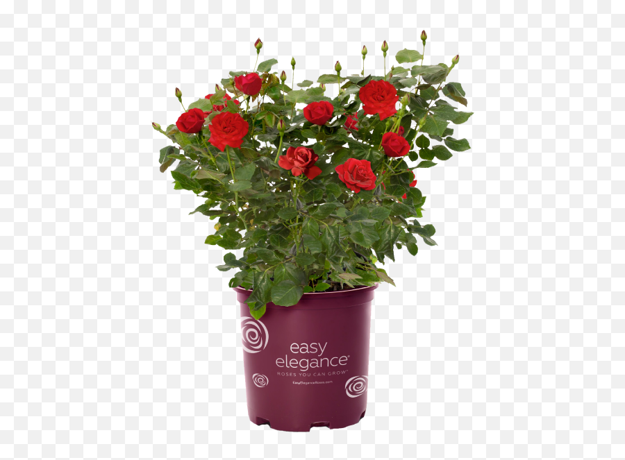 Rose Buying Guide - Buy Rose Bush Png,Rose Bush Png