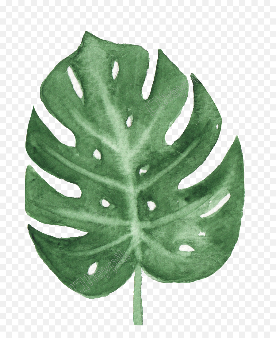 The Green Banana Leaf Watercolor - Monstera Watercolor Png Free,Banana Leaf Png