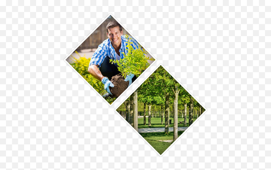 Tree Surgeons In Uxbridge Harrow Beaconsfield Gerrards - Buried In The Backyard Meme Png,Shrubbery Png