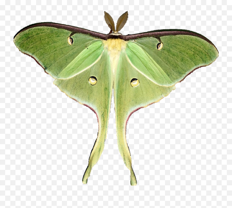 Moon Moths - Transparent Luna Moth Png,Moth Png