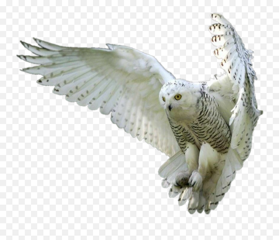 Owl Owls Whiteowl Hedwig Forest Fly - Owl Flying Png,Owl Png