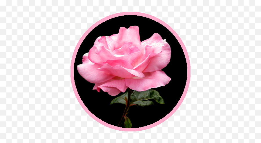 Beautiful Free Rose Clipart - Rose Black And Pink Background Png,Pink Roses Png