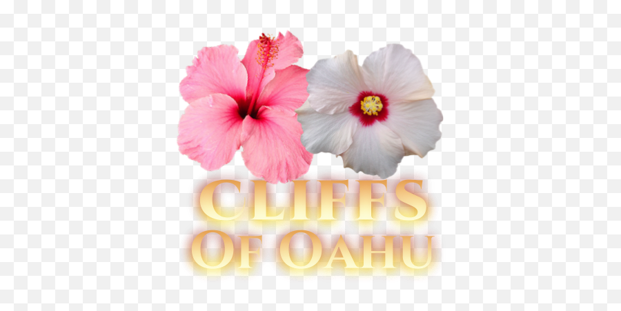 Oahu Wedding With Helaine Pink Plumeria Bouquet - Hibiscus Flower Png,Plumeria Flower Png