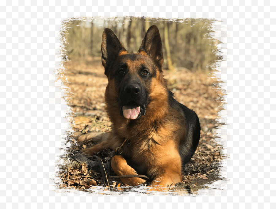 Temar Shepherds U2014 German Shepherd Breeder In Canby Oregon - Old German Shepherd Dog Png,German Shepherd Png