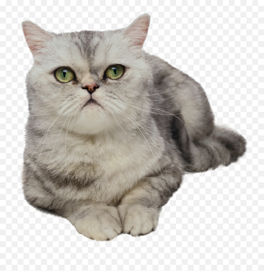 Cat Png - Animal Photoshop No Background,Cat Nose Png