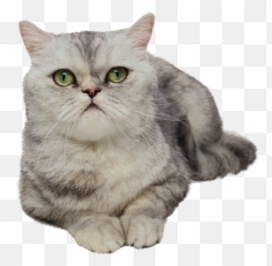 Cat Png - Animal Photoshop No Background,Cat Nose Png