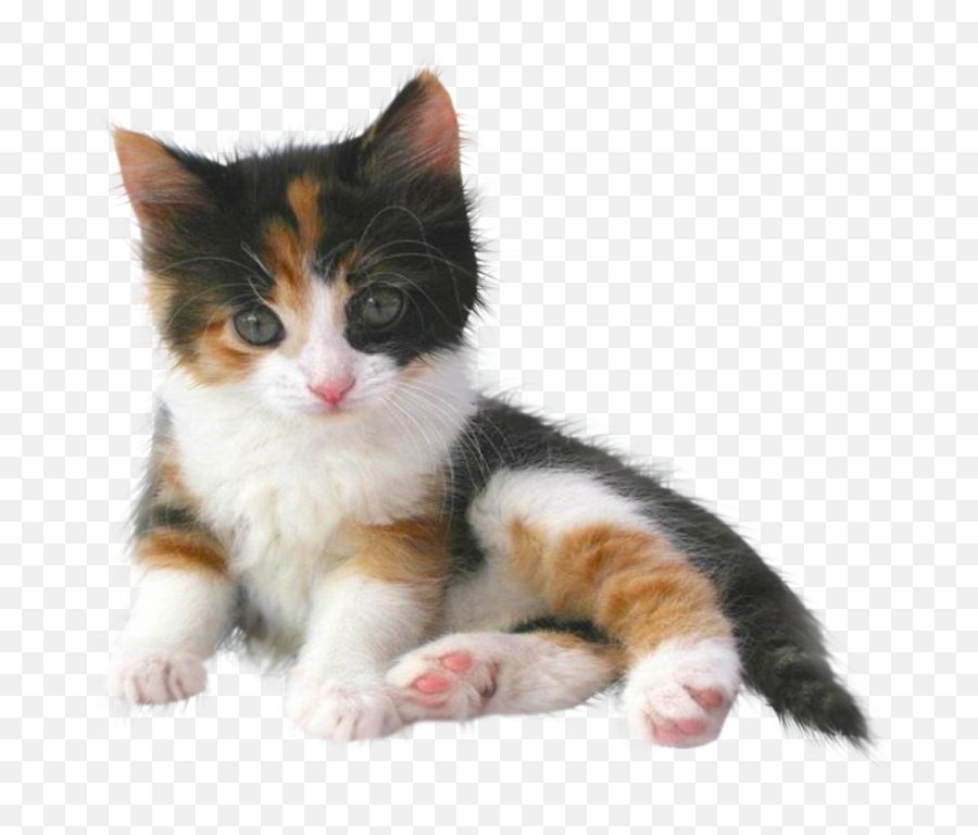 Pin By Honey Bee - Transparent Calico Cat Png,Kitten Png