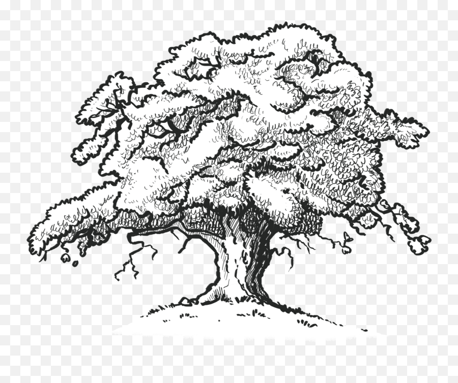 The Old Oak Tree Edenbray - Scarlet Oak Tree Drawing Drawing Of A Red Oak Tree Png,Tree Drawing Png