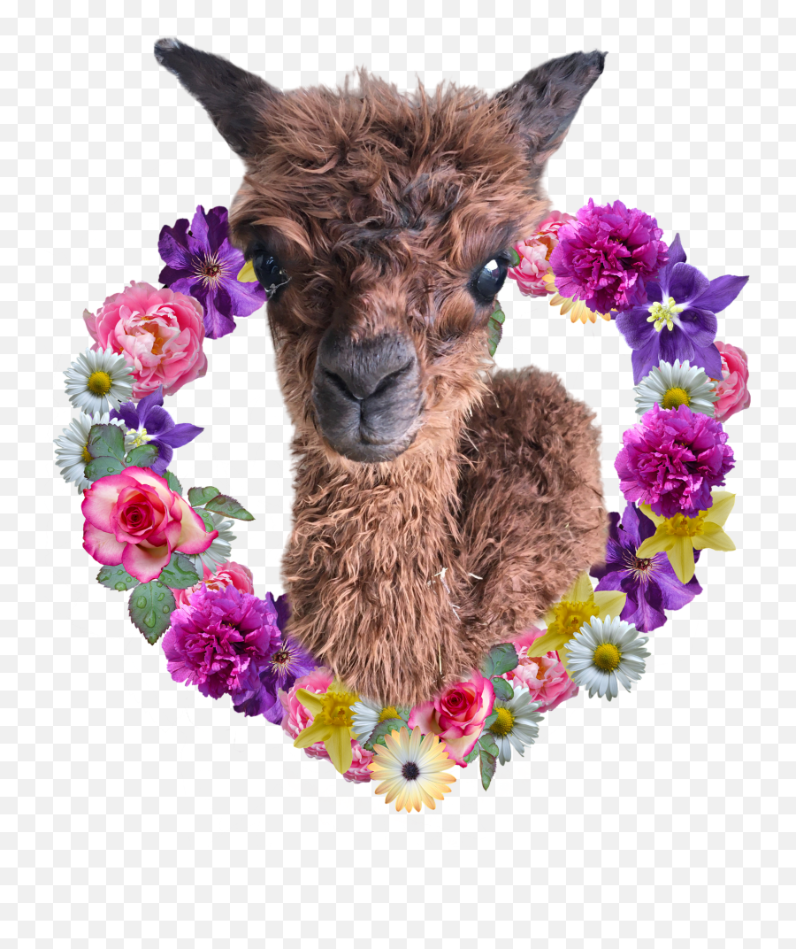 Alpaca Farm Daily Chores U2013 Wisteria Suri Ranch - Fathers Day Flower Png,Alpaca Png