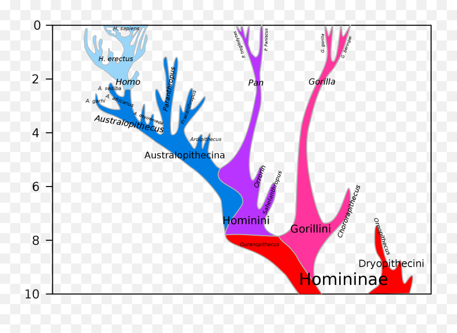 Chimpanzeeu2013human Last Common Ancestor - Wikipedia Human Chimpanzee Common Ancestor Png,Chimpanzee Png