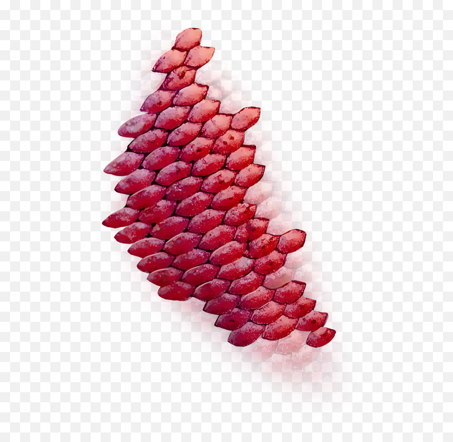 Trickswalaa - Red Fish Scales Png,Fish Scales Png