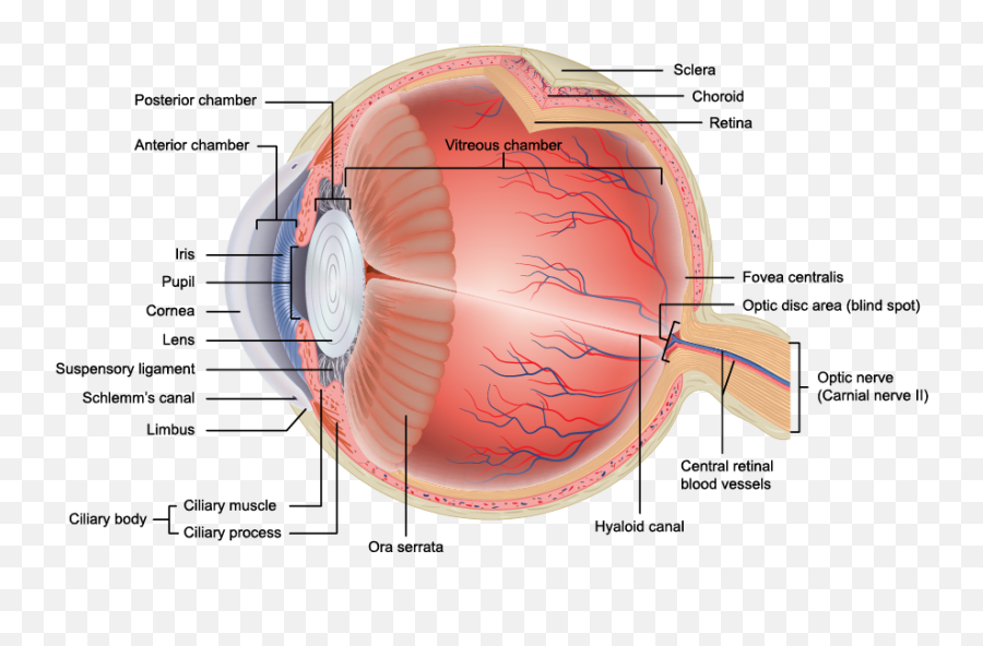 Anatomypng 877511 Eye Anatomy Diagram Of The - Eye Anatomy Png,Eyeball Png