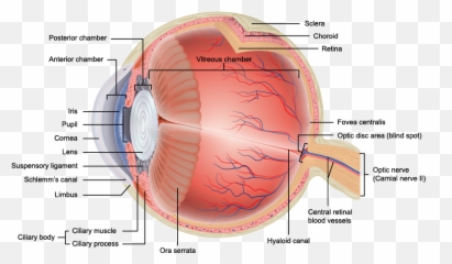 Anatomypng 877511 Eye Diagram Of The - Anatomy Png