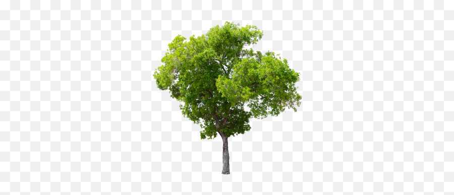 Tree Clipart High Resolution Picture 3209916 - Transparent Background Tree Png,Tree Transparent Png