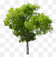 Tree Clipart High Resolution Picture 3209916 - Transparent Background Tree Png,Tree Transparent Png