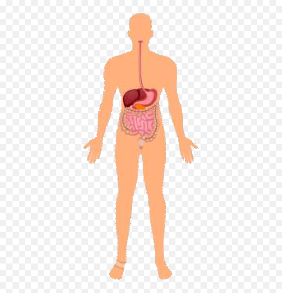 Index Of Renatus - Novaingredientshumanbodysystems Human Digestive System Png,Digestive System Png