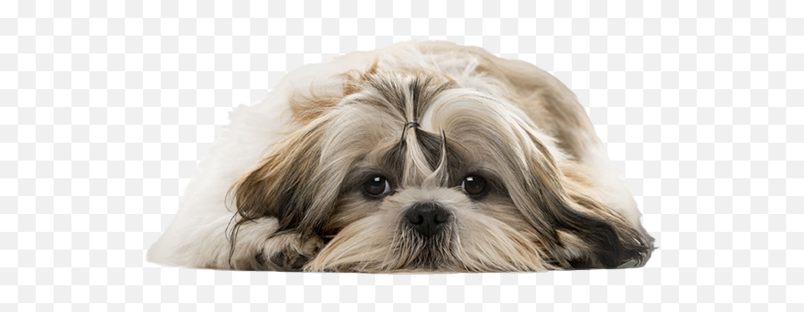 Shih Tzu Png Transparent Image - Shih Tzu Dog Png,Shih Tzu Png