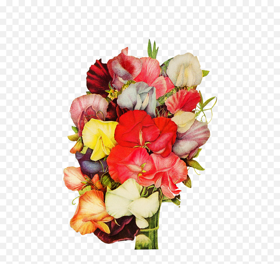 Sweet Pea Flowers - Flower Png,Flower Bunch Png